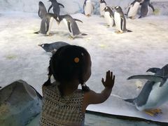 -芜湖新华联大白鲸海洋公园