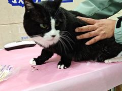 -北京观赏动物医院·24小时大型综合·猫专科·异宠专科