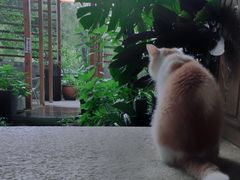 -谷咖啡·鲜花绿植花园餐厅