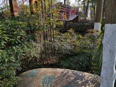 -合肥滨湖国家森林公园