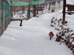 -宫城藏王狐狸村