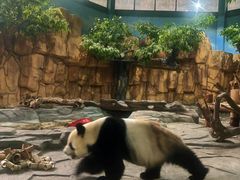 -泉州海丝野生动物世界