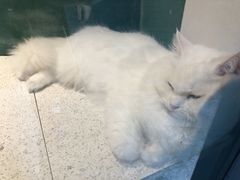 -飞行喵MR PILOT|猫舍·猫咖(静安大融城店)