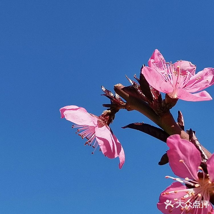 巍峨古朴的永定塔如诗如画，桃花也更凸显文艺气息