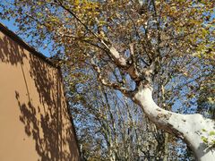 -苏州文庙(姑苏区)