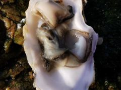 -石槽海滨浴场