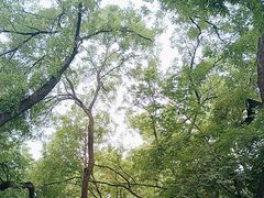 -北京国子监胡同