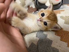 -爱侣宠医·鹦鹉专科·小型哺乳类·异宠专科(灵石路店)