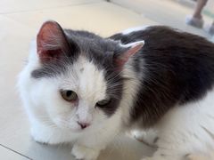 -怪兽屋·羊驼·猫咖·狗咖(俊华广场店)