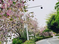 -长洲岛