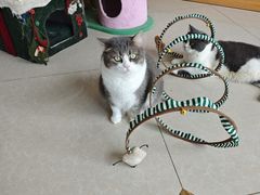 -Catmate·猫肥家润(金润铂宫店)