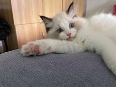 -糯米喵星人总部直营旗舰店·猫舍·幼猫出售