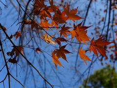 -昆山城市生态森林公园