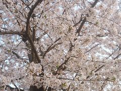 -高东镇樱花园