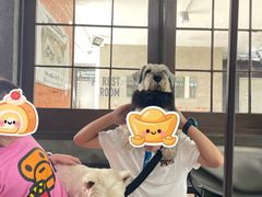 -Dog in Town Ekkamai