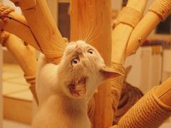 -泰国佛·塔罗·泰牌狐仙古曼