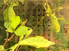 -上海大自然野生昆虫馆(东方明珠·爬宠昆虫探索中心)