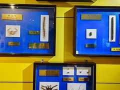 -上海昆虫博物馆