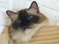 -momokira米努特·德文卷毛猫·棉花面纱犬