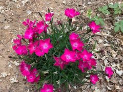 -大兴滨河森林公园