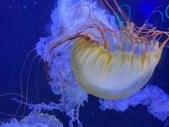 -珠海长隆海洋王国