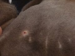 -佩兹宠物医院肿瘤专科·眼科·牙科(黄浦店)