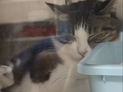 -申普宠物医院·心脏介入·心血管微创(总院)