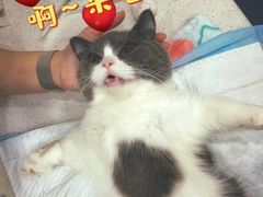 -佩兹宠物医院肿瘤专科·眼科·牙科(黄浦店)