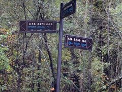 -五营红松林海景区