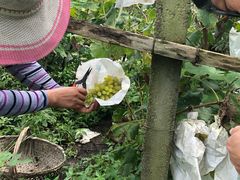 -马陆小张葡萄园农家乐