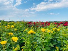 -廊坊文化艺术中心