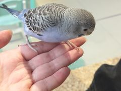 -怪兽屋·羊驼·猫咖·狗咖(俊华广场店)