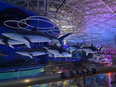 -烟台海昌鲸鲨海洋公园