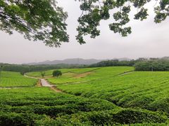 -宜兴龙背山森林公园