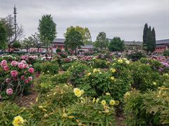 -曹州百花园