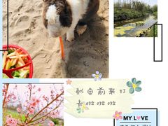-前小桔亲子创意农场·草莓采摘·露营烧烤