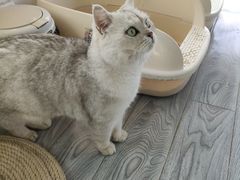 -喵屿·大理花园猫咖