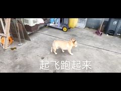 -谐和贝康宠物医院24小时·宠保定点(急重症转诊中心)