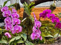 -国家植物园南园