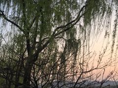 景点-柳浪闻莺公园