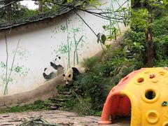 -中国大熊猫保护研究中心雅安碧峰峡基地