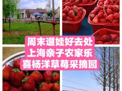 -喜杨洋草莓采摘园