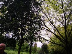 -重庆彩云湖湿地公园