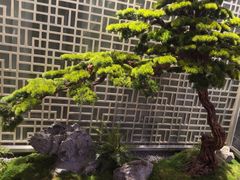 -阿五黄河大鲤鱼(纬三路店)