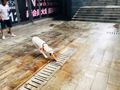 -翊宠yipet猫狗购宠庄园犬舍•猫舍