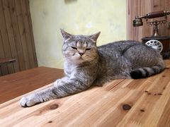 -猫色咖啡·猫咖