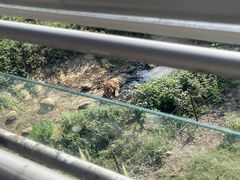 -合肥野生动物园