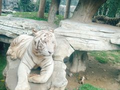 -北京野生动物园