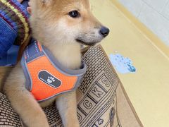 -瑞派天宁宠物医院·猫科·异宠中心