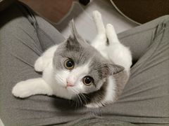 -欣宠猫屋·矮脚拿破仑·蓝金金渐层